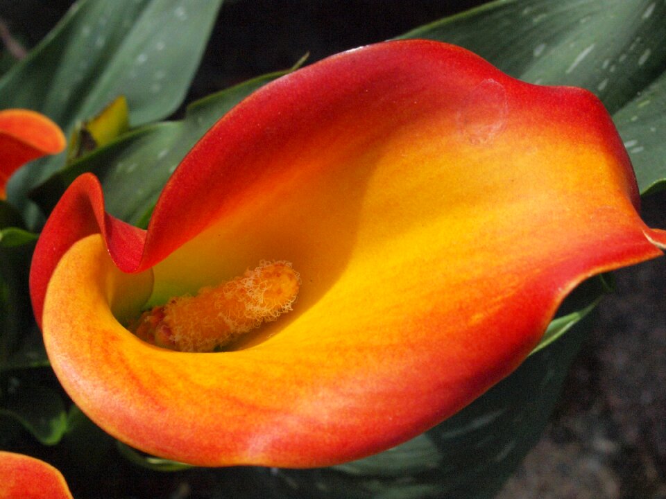Zantedeschia piston blossom