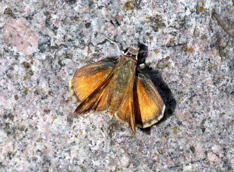ROADSIDE-SKIPPER, CASSUS (Amblyscirtes cassus) (7-3-2020) madera canyon, santa rita mts, santa cruz co, az -02