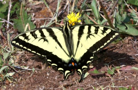 SWALLOWTAIL, WESTERN TIGER (Papilio rutulus) (6-19-2020) 9200 ft, udall park tanks, green's peak area, apache co, az -1