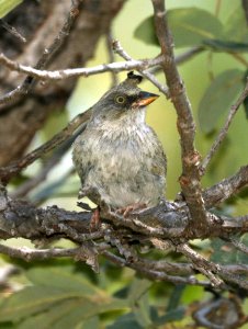 900 - YELLOW-EYED JUNCO (9-3-2019) sawmill canyon, huachuca mts, cochise co, az -03 immature