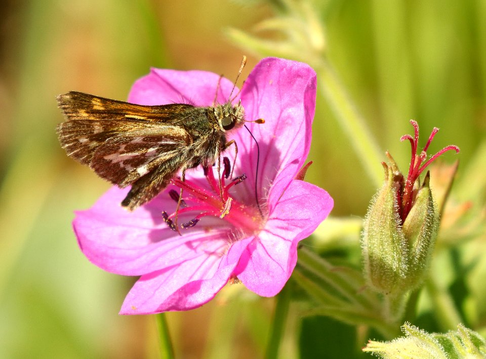 SKIPPER, DRACO (Polites draco) (7-15-2019) approx 10000 ft, beartooth pass, shoshone nat forest, park co, wy -03