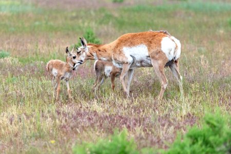 Pronghorn attends to its twin fawns