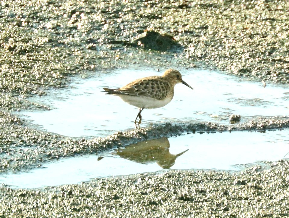 319 - BARID'S SANDPIPER (9-15-2019) sierra vista waste treatment plant, cochise co, az -01