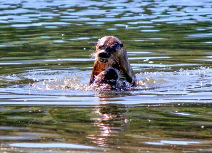 Otters at Trout Lake