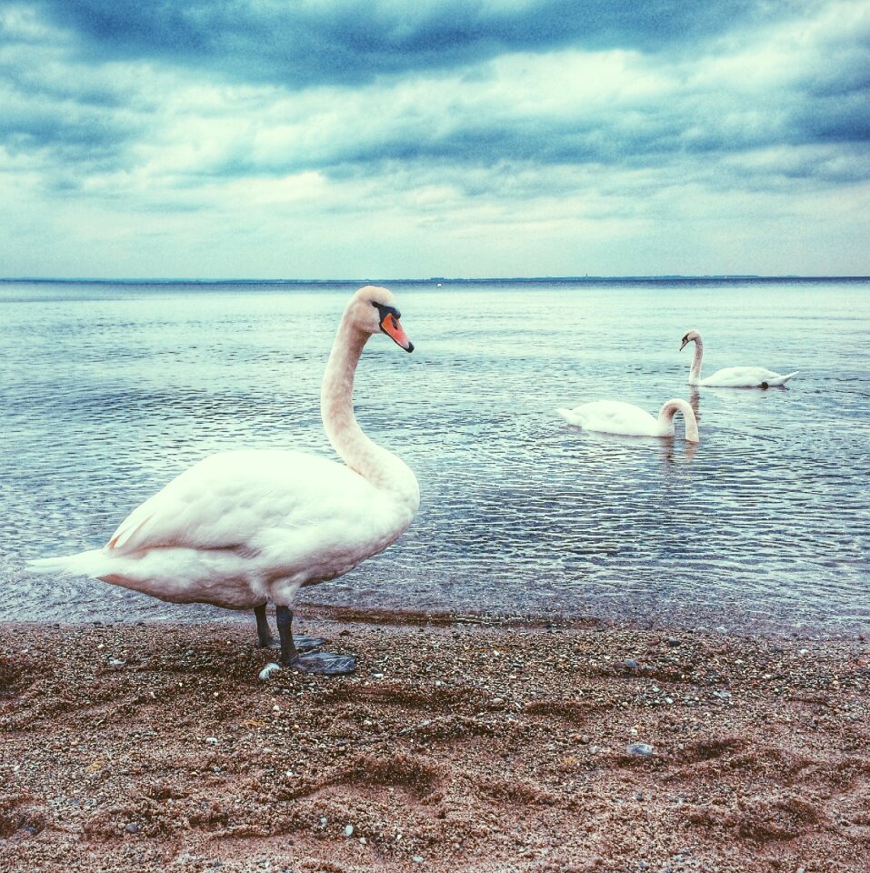 Nature water bird
