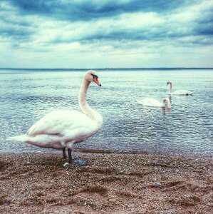 Nature water bird
