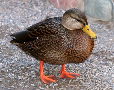 027 - MALLARD (Northern x Mexican hybrid male) (12-5-2016) farmington, san juan co, new mexico -b(1)