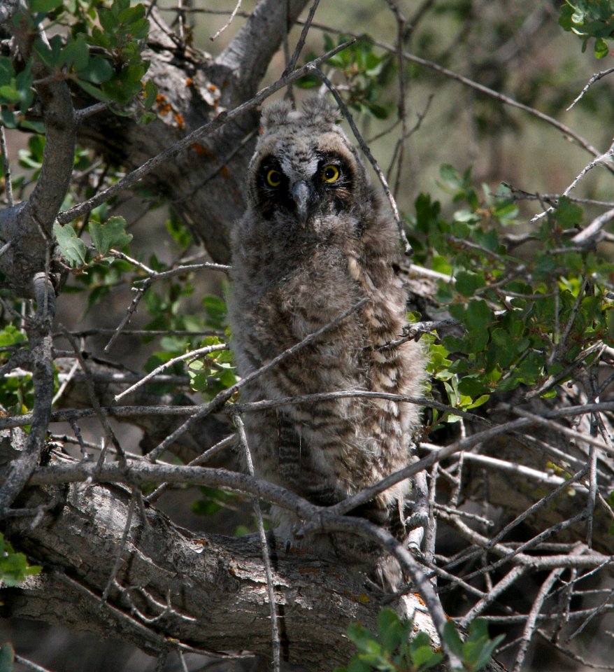 OWL, LONG-EARED (4-26-09)  wash area, carrizo -02