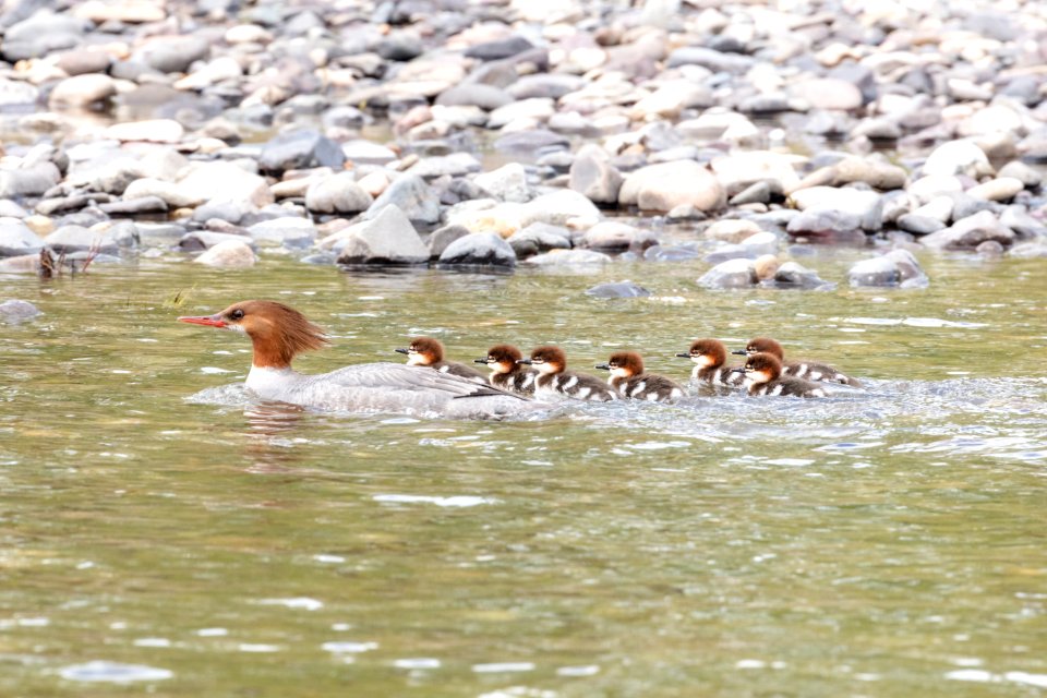 Common merganser (Mergus merganser) and chicks