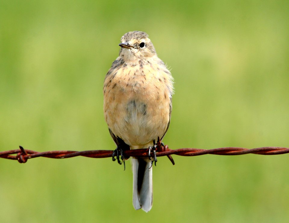 PIPIT, AMERICAN (4-9-09) ca valley -01