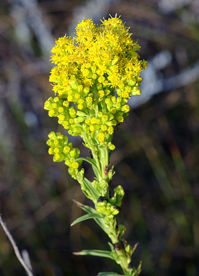 GOLDENROD, SOUTHERN (solidago confinus) (8-17-07) oso flaco
