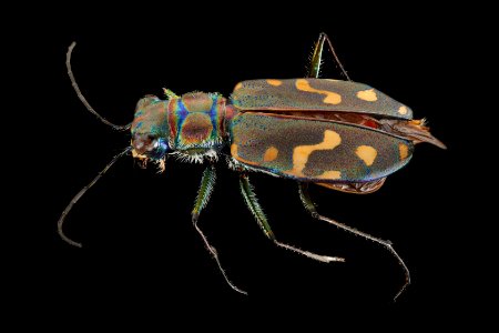 Cicindela haemorrhagica 29JUL2019 MAMM Oberg top2