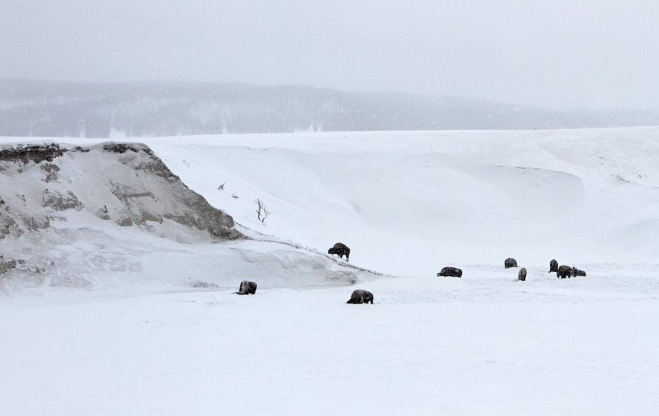 Bison in Hayden Valley photo