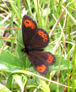 ALPINE, COMMON (Erebia epipsodea) (7-20-2015) 11,500 ft, mile 8-9, bristol head road, hinsdale co, co
