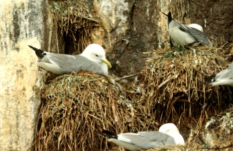 345 - BLACK-LEGGED KITTIWAKE (6-16-2019) northwest glacier tour, kenai fjords nat park, out of seward, ak -04