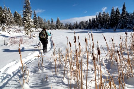 A skier travels through cattails along Lost Lake Ski Trail photo