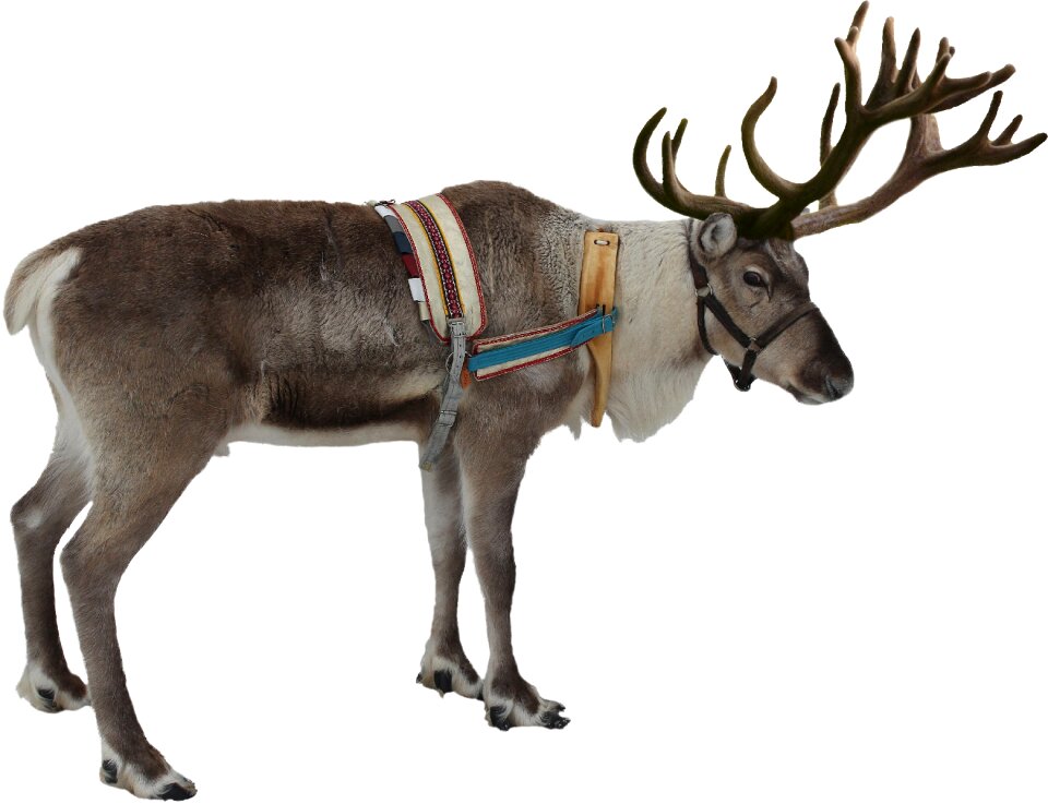 Winter christmas deer