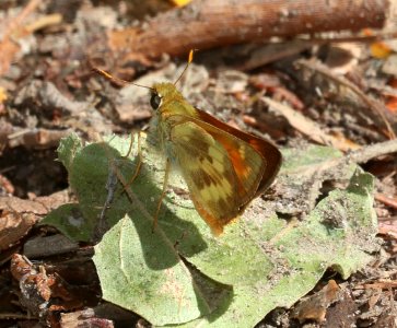 SKIPPER, TAXILES (Lon taxiles) (7-3-2020) madera canyon, santa rita mts, santa cruz co, az -05
