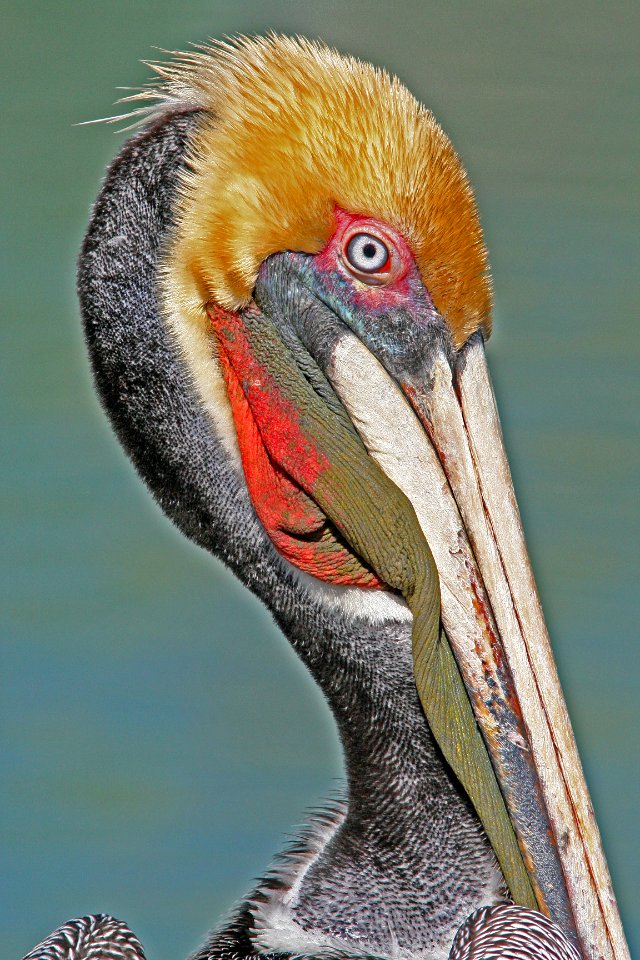PELICAN, BROWN