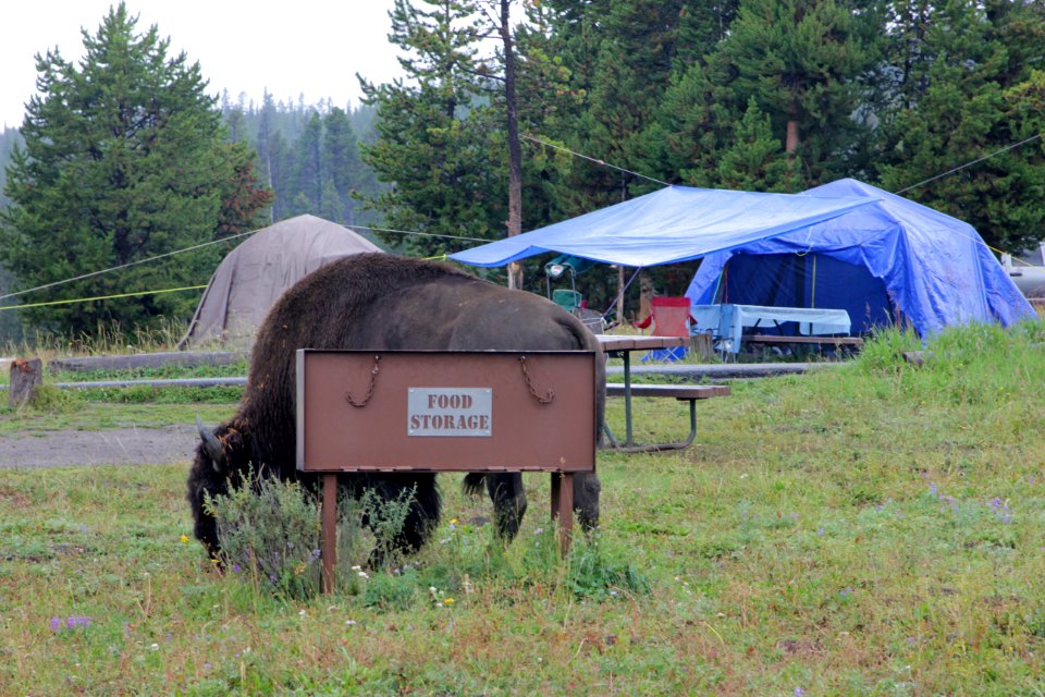Bridge Bay Campground site