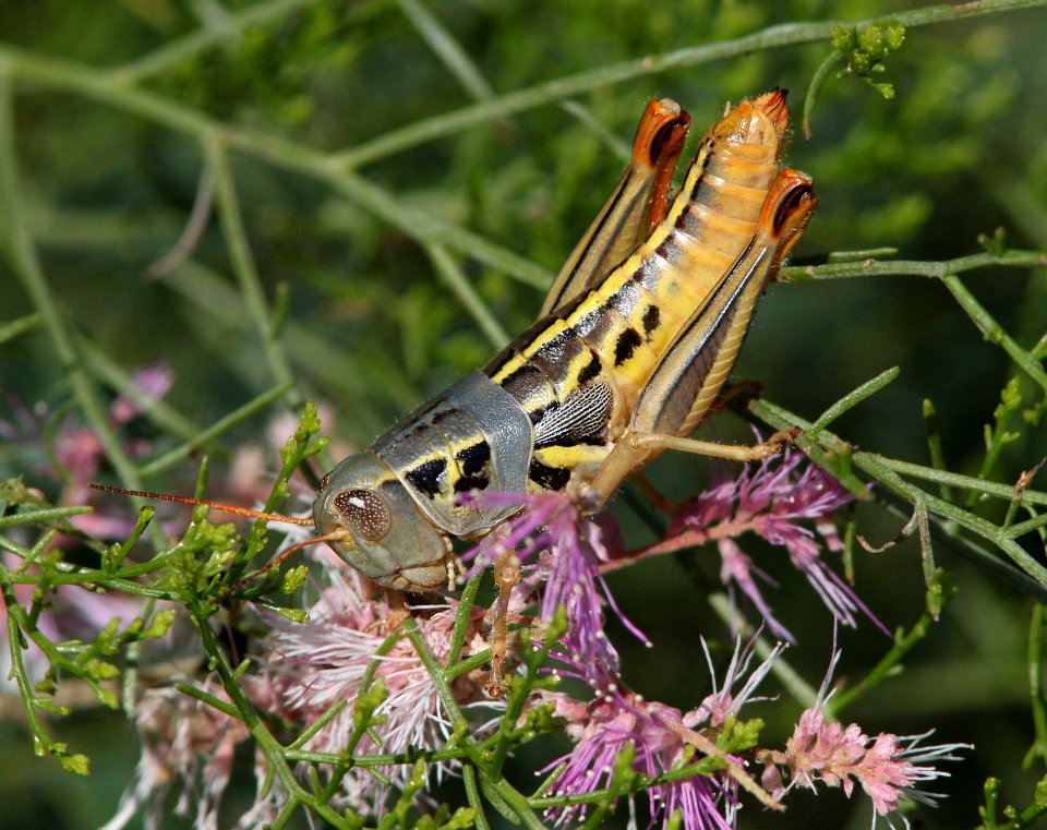 GRASSHOPPER, PLAINS LUBBER (Brachystola magna) (8-10-10) fem, yard, west of patagonia, scc, az -02 (9-17-10) 78 circulo montana, pat lake ranch estates, scc, az -01 (8-10-10) fem, yard, west of patagonia, scc, az -02 (8-27-12) pat lake state park, scc, az