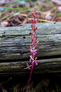 Pacific coralroot - Corallorhiza mertensiana