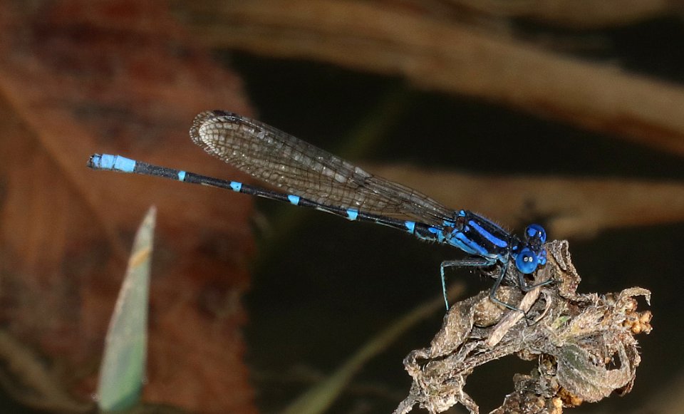 DANCER, BLUE-RINGED (Argia sedula) (10-22-2020) san marcos river, caldwell co, tx-01 male