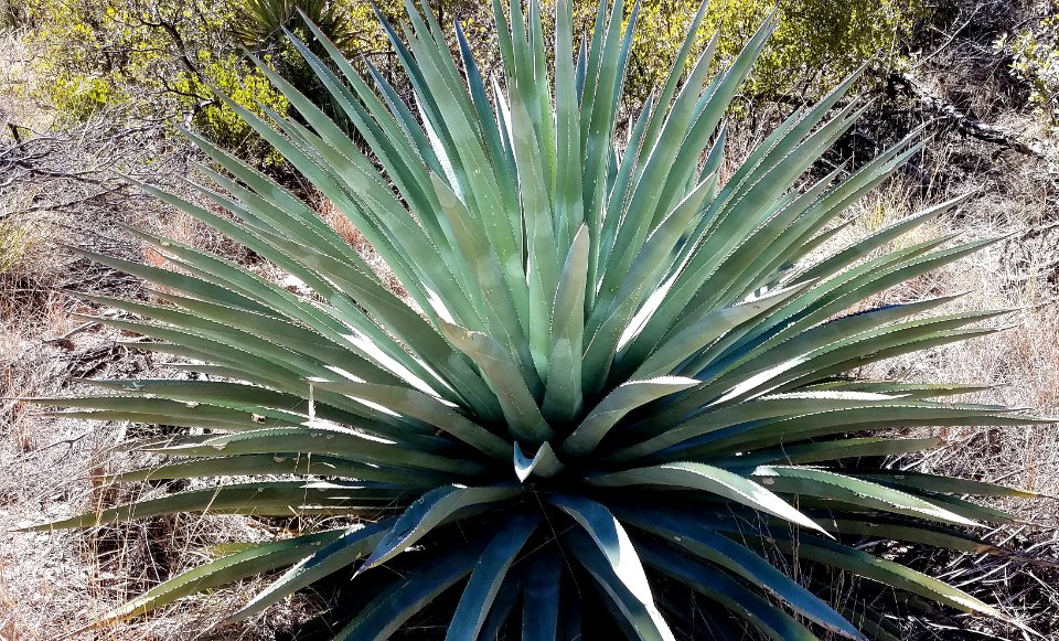 AGAVE - HUACHUCA MOUNTAINS, Hunter Canyon, AZ - (1-25-2019) -01