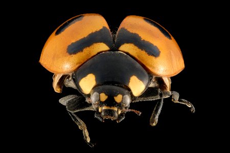 Seven-spotted ladybug - Coccinella septempunctata
