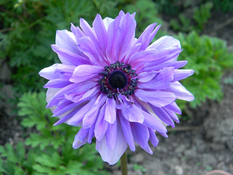 Garden spring purple flower