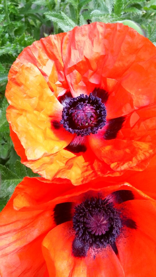 Remembrance november remember