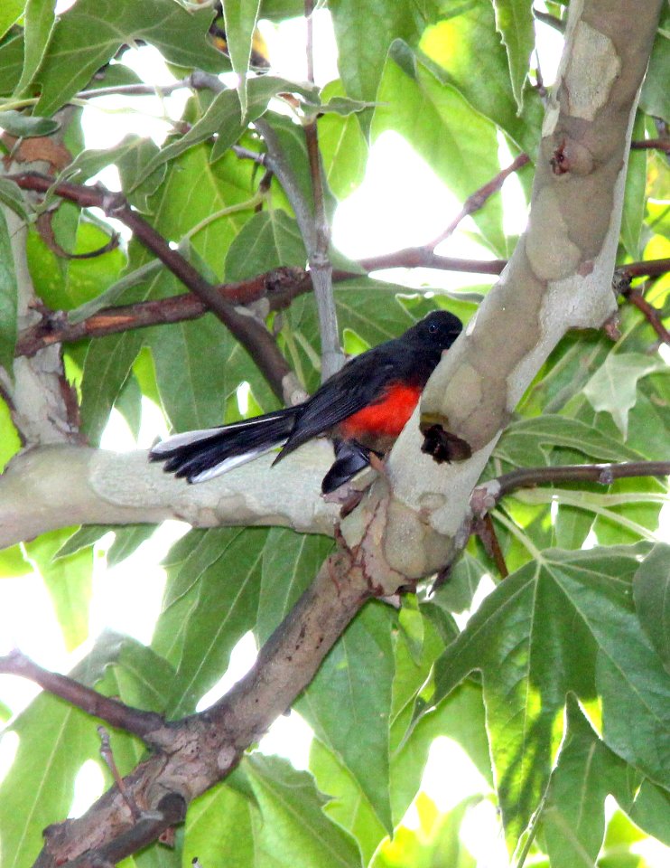 851 - SLATE-THROATED REDSTART (7-27-13) huachuca cyn, huachuca mts, cochise co, ca -01