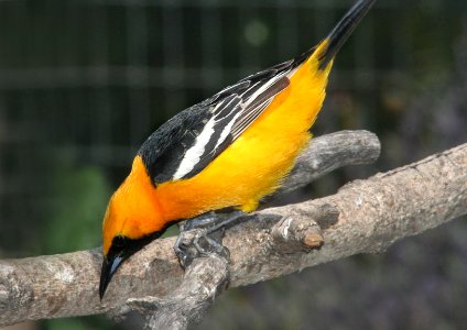 ORIOLE, HOODED (4-29-09) canet - 05