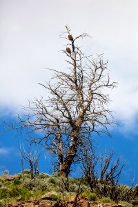 Bald eagle (Haliaeetus leucocephalus) pair in a tree photo