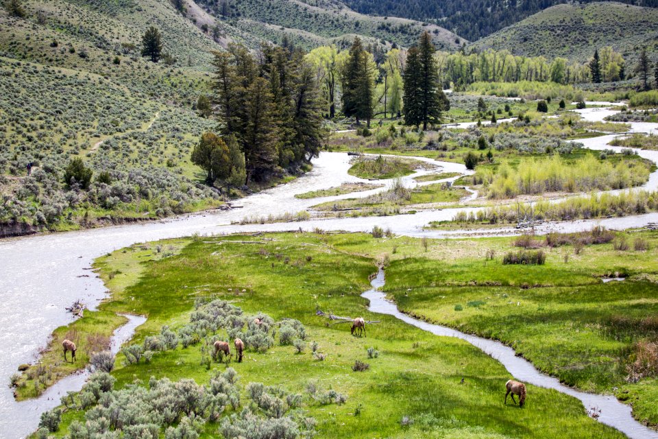 Elk along the Gardner River