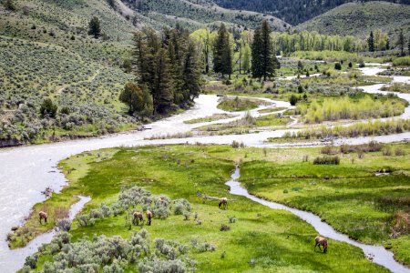 Elk along the Gardner River