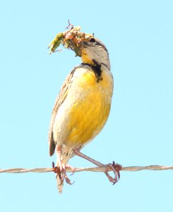 MEADOWLARK, EASTERN lilian's (8-10-12) san rafael grasslands, scc, az -02