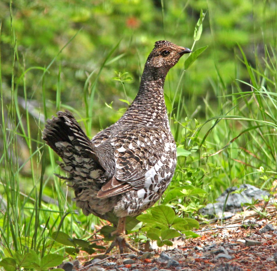 085 - SOOTY GROUSE (6-14-2014) 4600-6100 ft, fr 4812, josephine co, oregon -01
