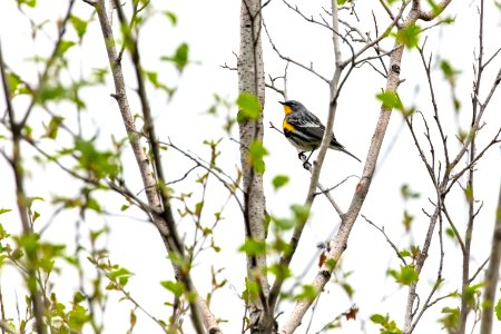 Yellow-rumped warbler (Setophaga coronata) perched in a tree along Hellroaring Creek