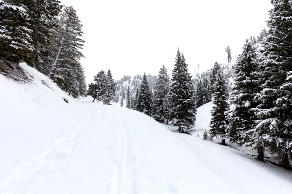 Lost Lake Ski Trail near Petrified Tree