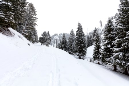 Lost Lake Ski Trail near Petrified Tree