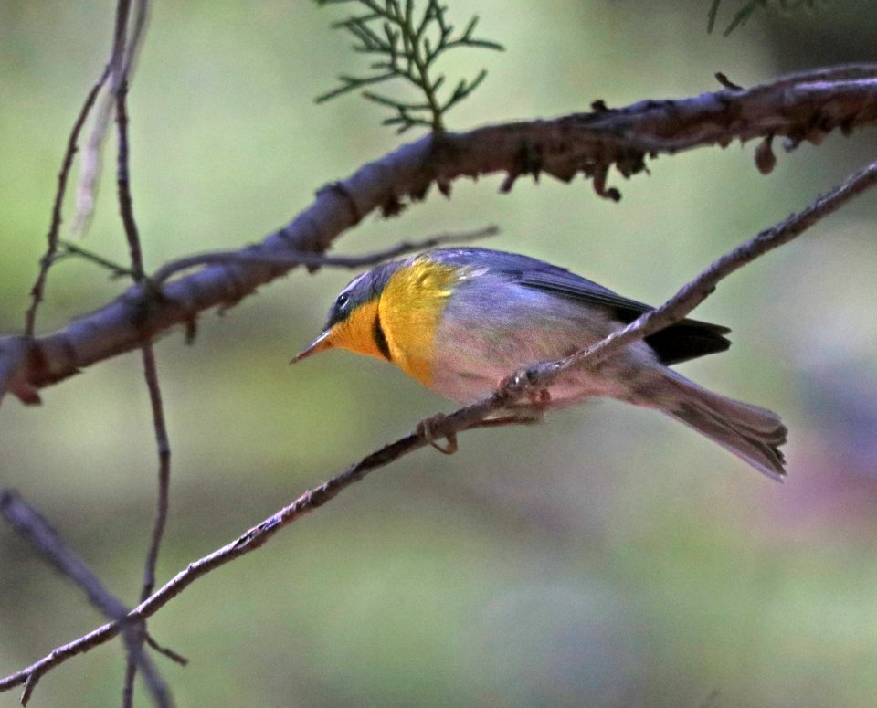830 - CRESCENT-CHESTED WARBLER (4-29-2020) turkey creek, chiricahua mts, cochise co, az -08