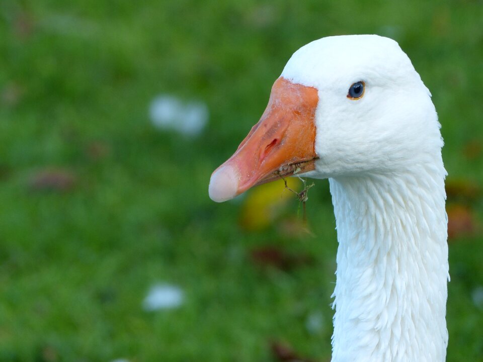 Bird animal animal portrait