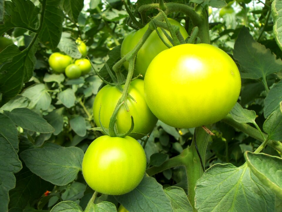 Fruit leaves greenhouse