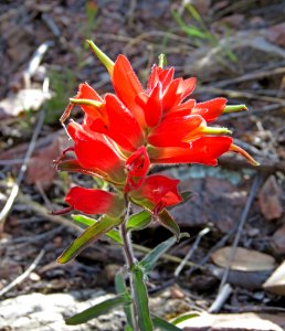 PAINTBRUSH, SANTA CATALINA (Castilleja tenuiflora) (4-27-2020) hunter canyon, huachuca mts, az -02