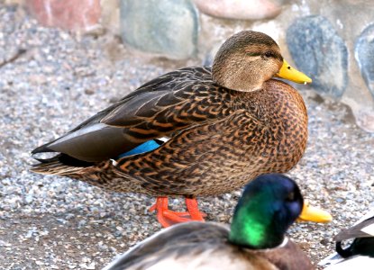027 - MALLARD (Northern x Mexican hybrid male) (12-5-2016) farmington, san juan co, new mexico -b(2)