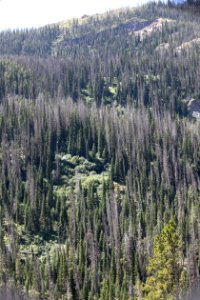 Forest affected by spruce beetle activity in the late 1990s on East Entrance Road.