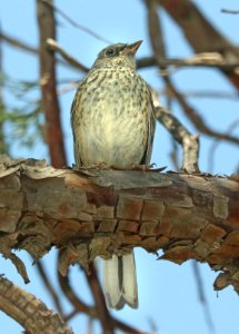 900 - YELLOW-EYED JUNCO (9-3-2019) sawmill canyon, huachuca mts, cochise co, az -05 immature.