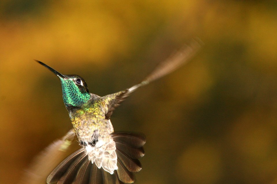 RIVOLI'S HUMMINGBIRD (6-18-09) madera cyn -01