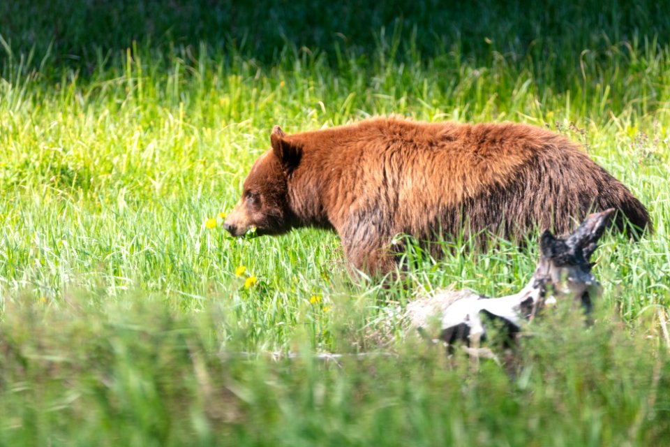 A black bear forages near the road